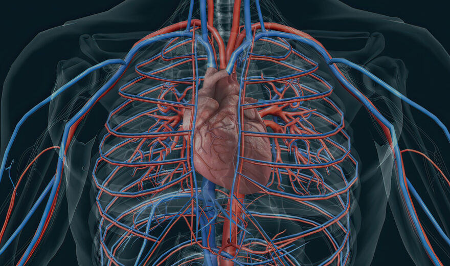 Cardiovascular & Thoracic Surgery